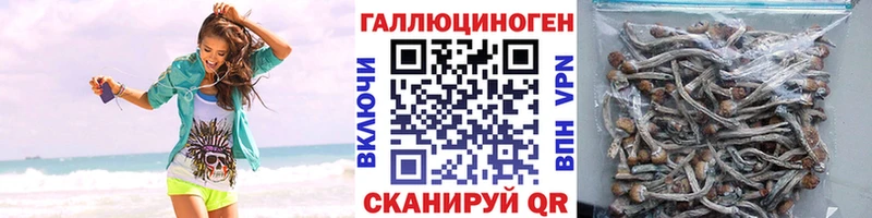 Псилоцибиновые грибы мицелий  Аша 